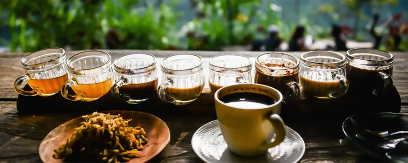 Bali coffee plantation tasting