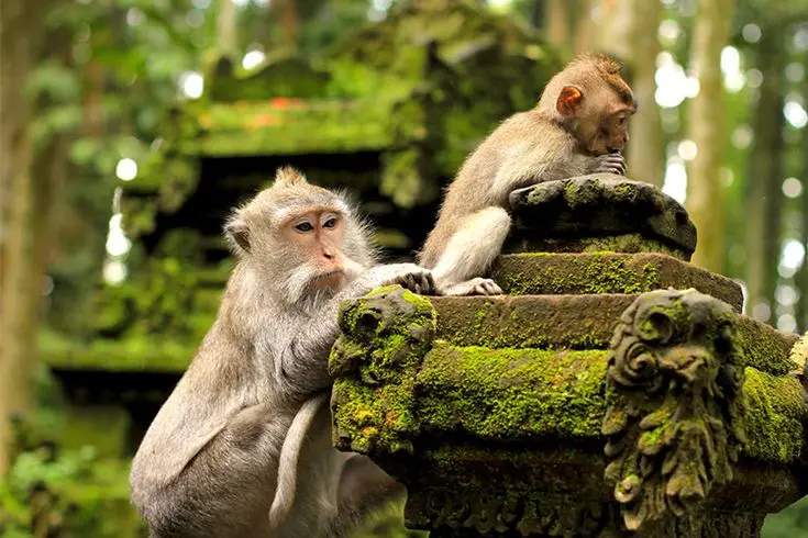 Ubud lifestyle scenic moment