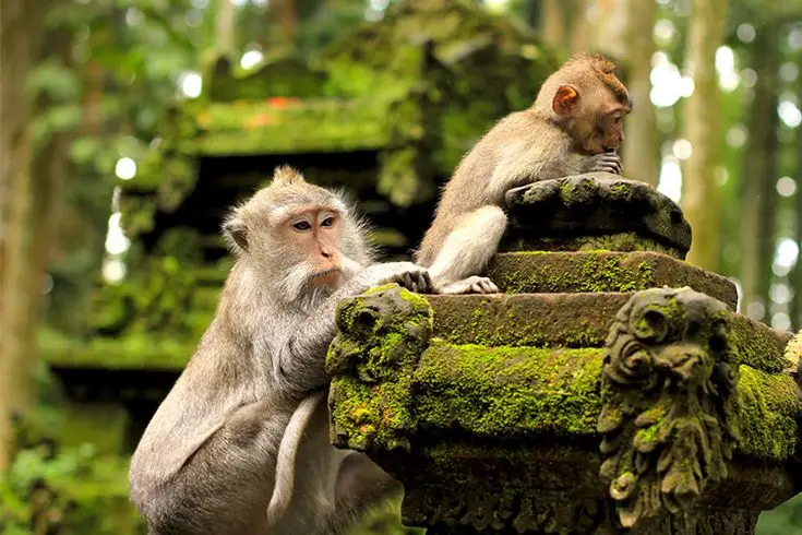 Ubud lifestyle moment