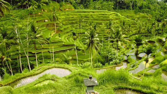 Tegallalang rice terrace walk