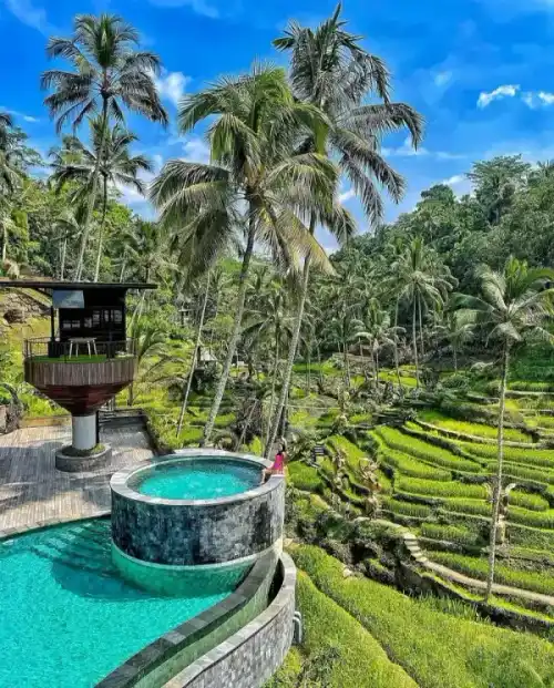 Jungle club infinity pool