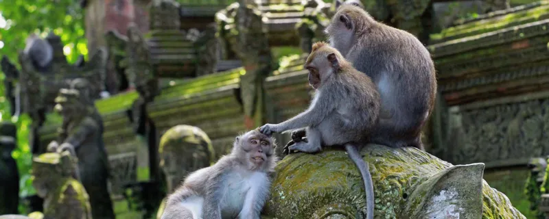 Monkey Forest sanctuary in Ubud