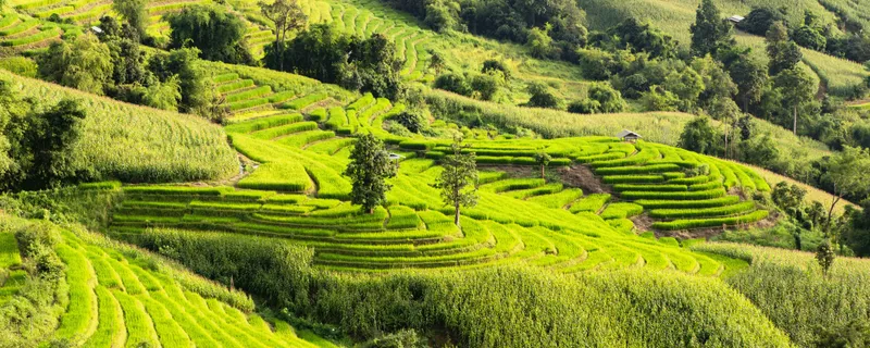 Tegallalang Rice Terraces panoramic view