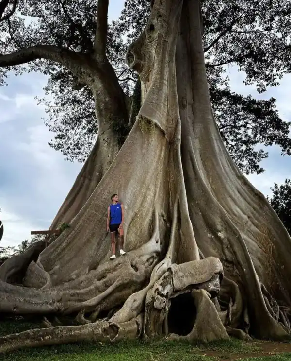 Ancient Bayan tree roots