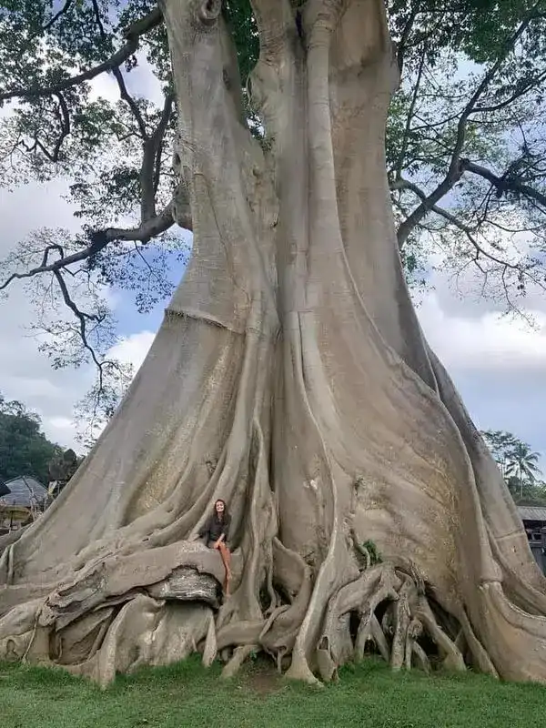 Giant Bayan tree in Bali