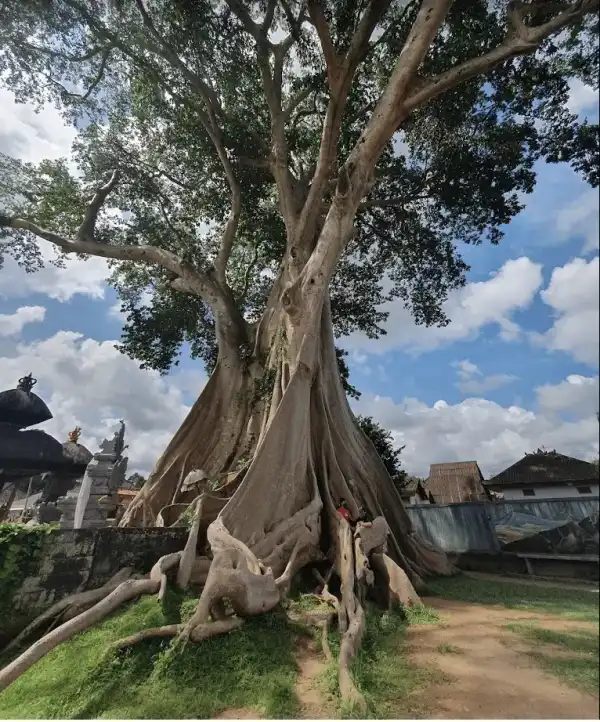 West Bali nature view