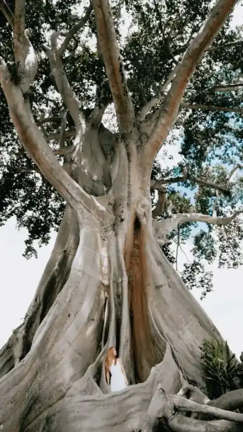 Ancient tree roots