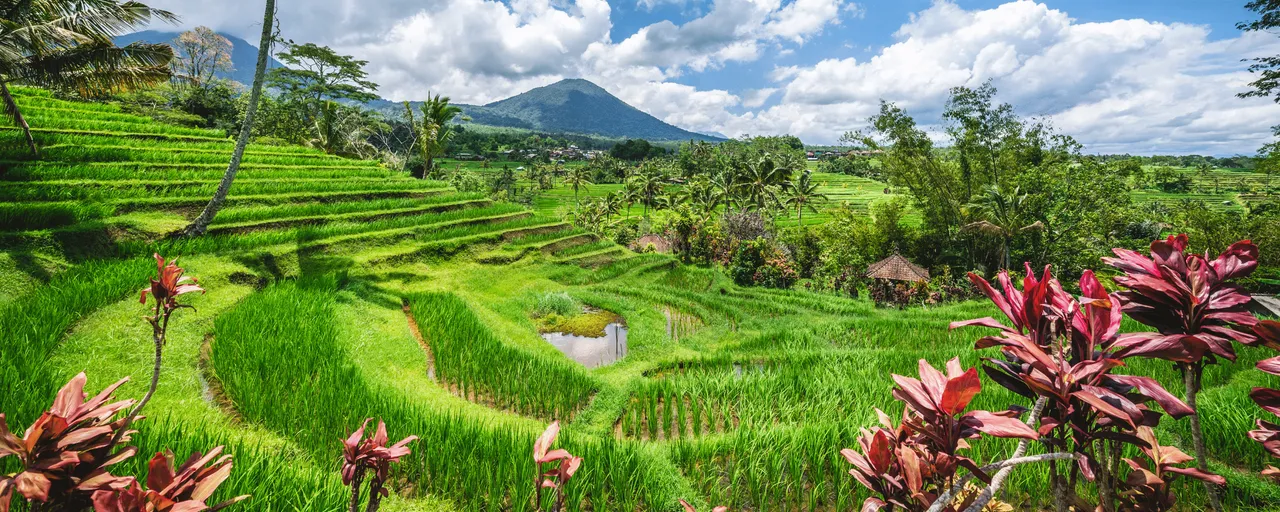 Jatiluwih Rice Terraces UNESCO site