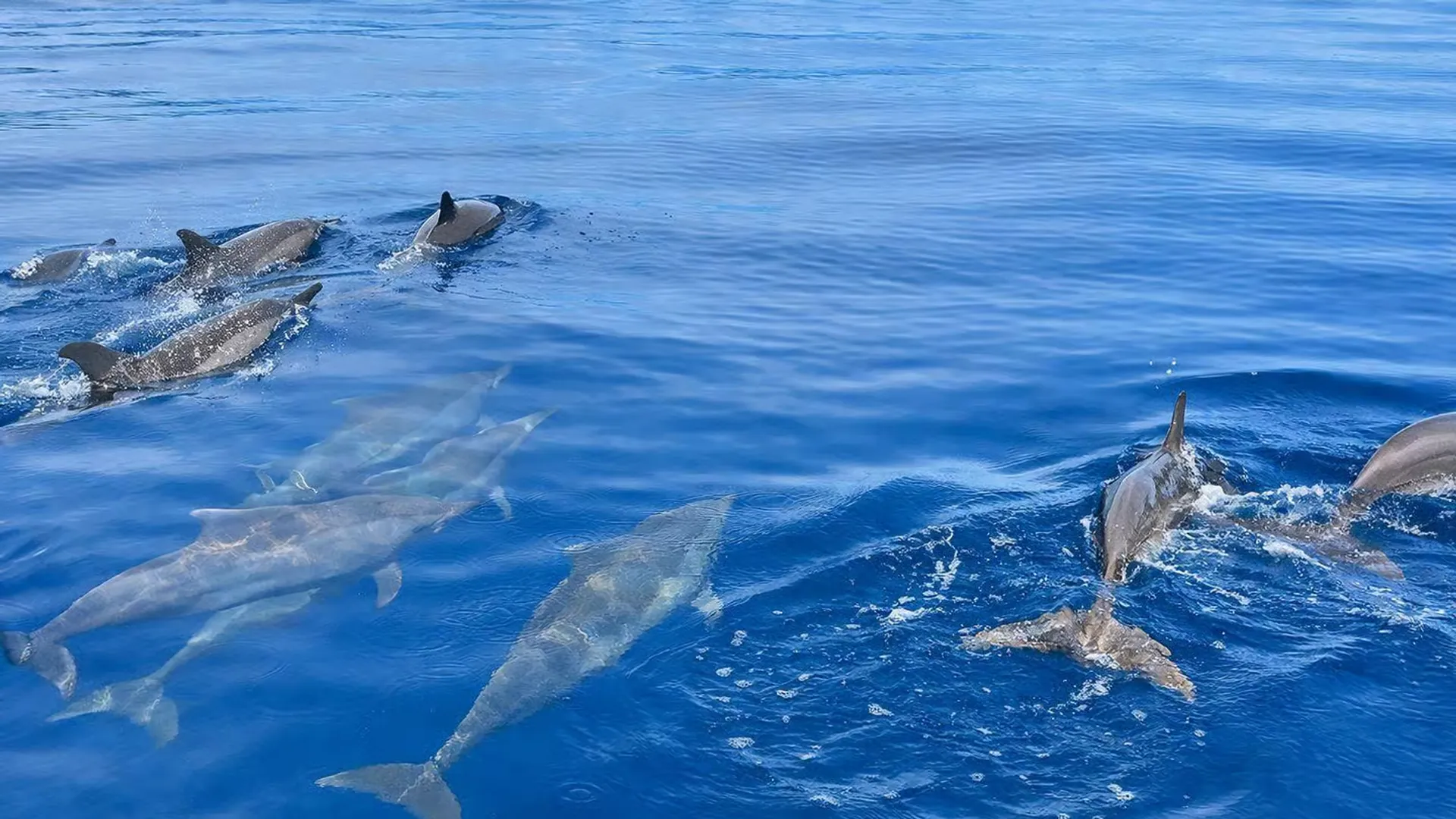 Wild dolphins surfacing near a private boat in Lovina, Bali