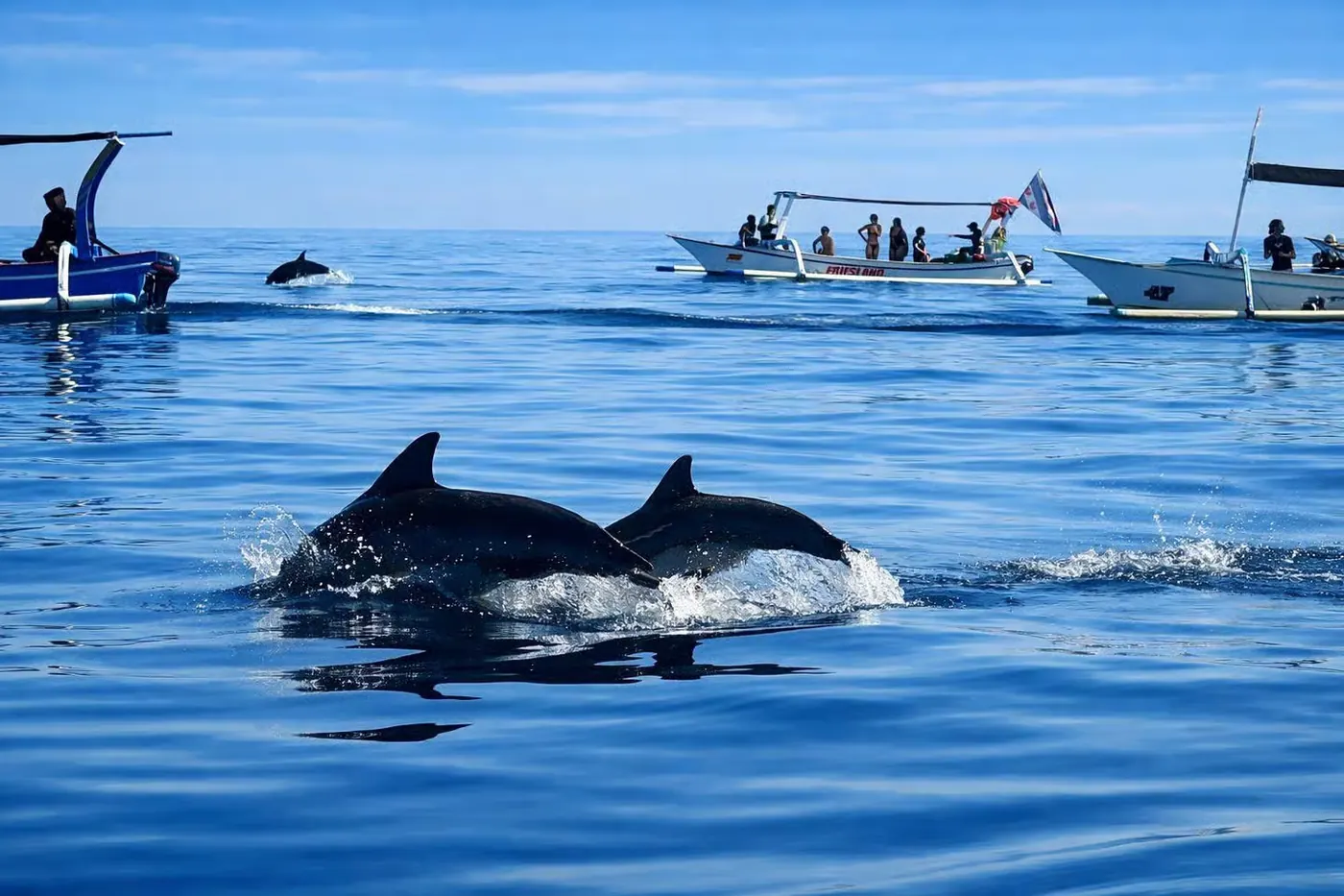 Wild dolphins and private boat in Lovina, Bali 2