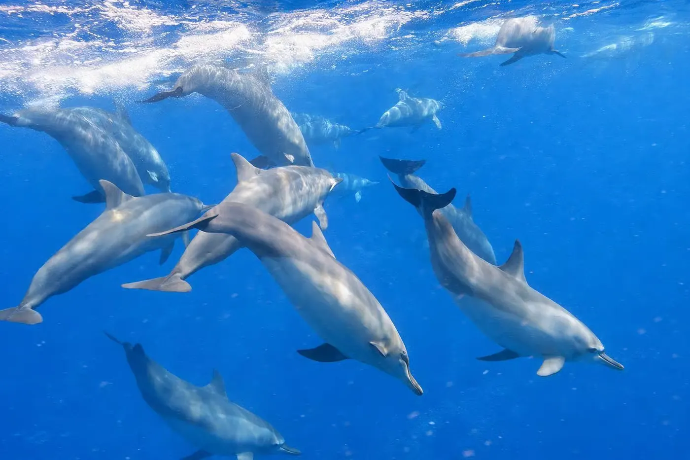 Wild dolphins and private boat in Lovina, Bali 4