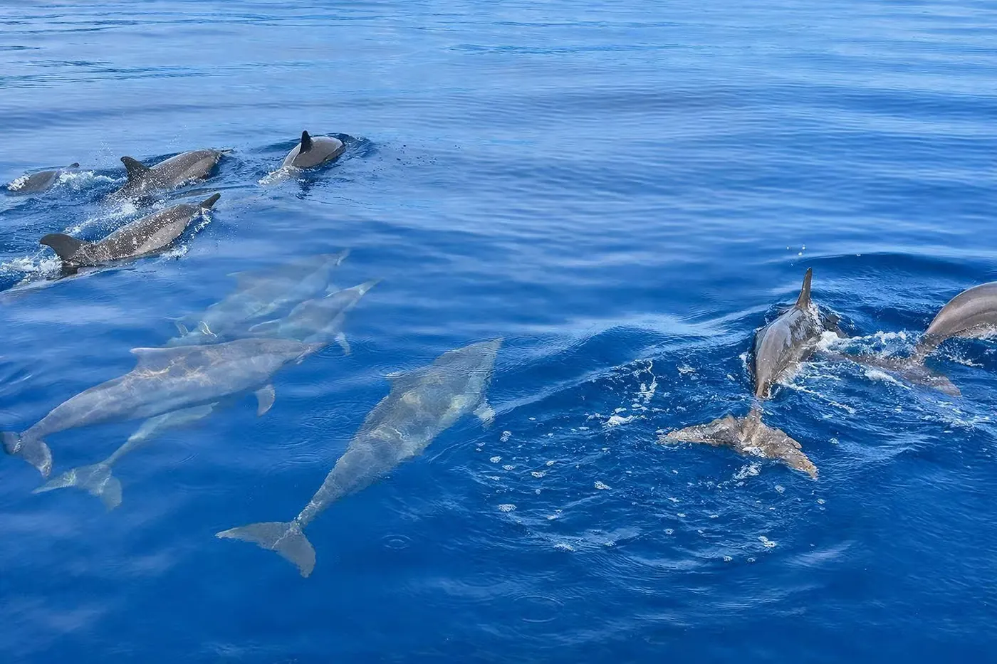 Wild dolphins and private boat in Lovina, Bali 7