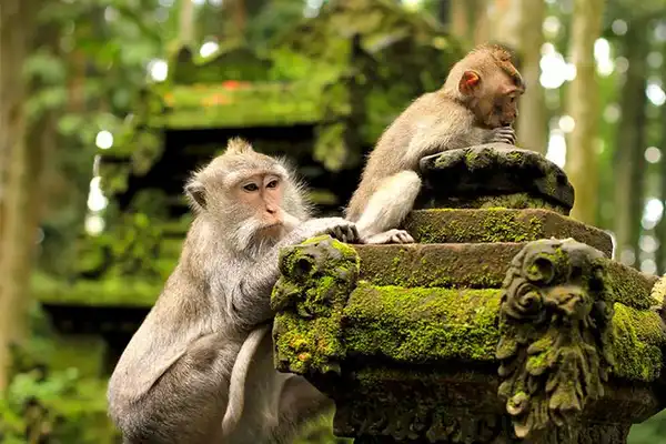Ubud Best in One Day 2