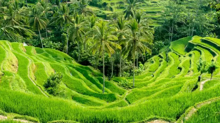 Ubud Best in One Day 11