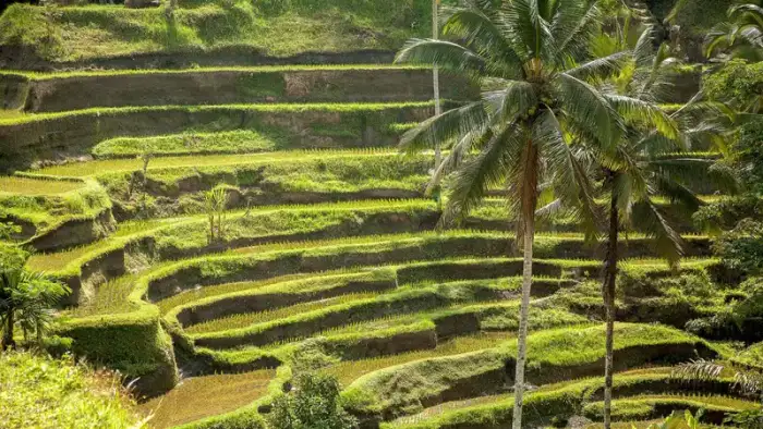 Ubud Best in One Day 14