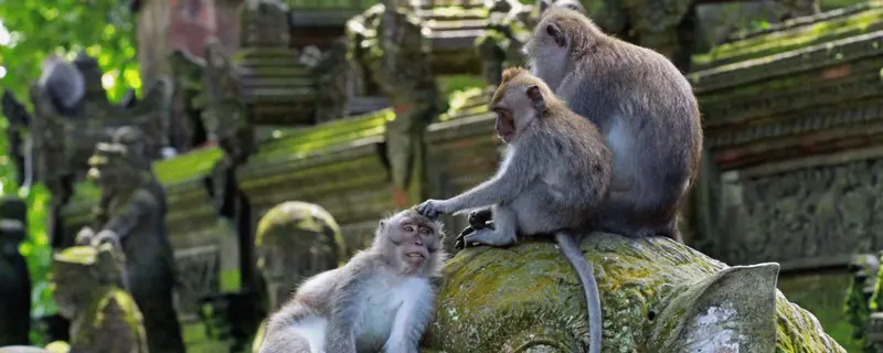 Sacred Monkey Forest in Ubud